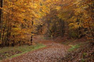 the forest path to Fulda