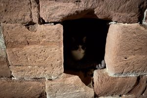 cat in a hole in the wall