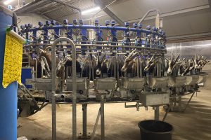 goat milk farm
