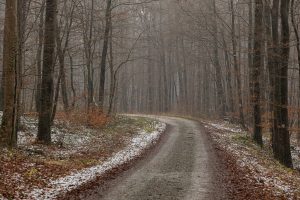 the forest road out of Fürstenhagen