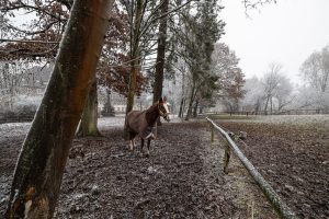 horses in the Internat Solling