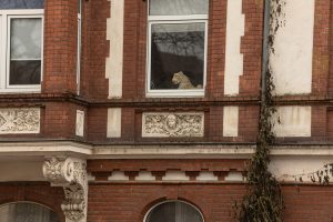 tiger in a window